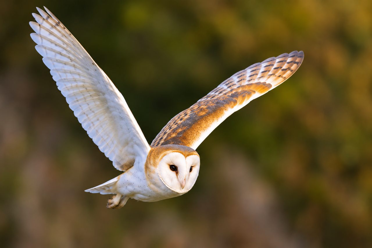 A barn owl in flight over the countryside around Weir Hill — local wildlife