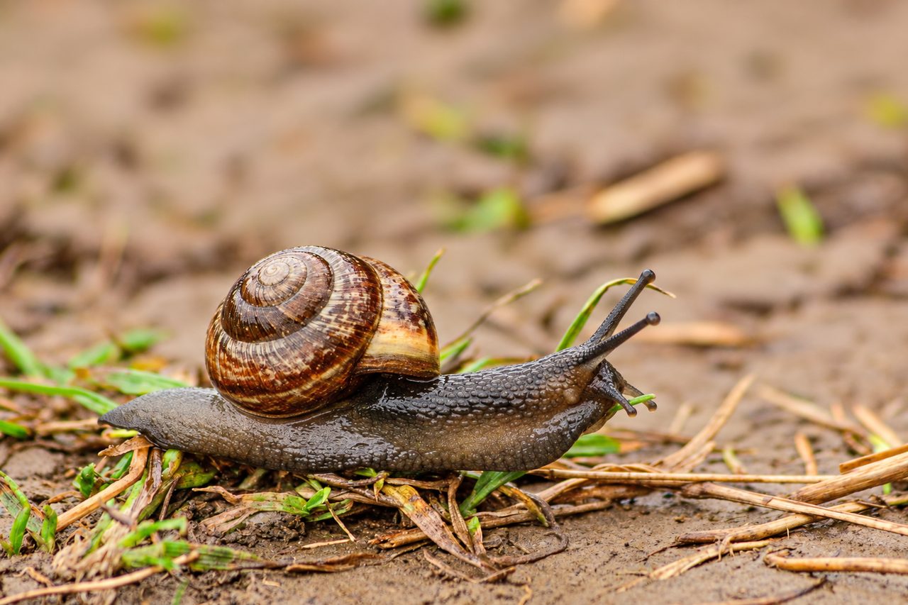 A snail on the damp earth among grass — wildlife in our environment