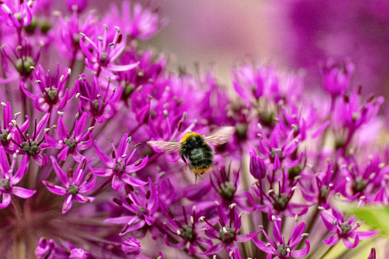 A bumblebee in flight among purple allium flowers