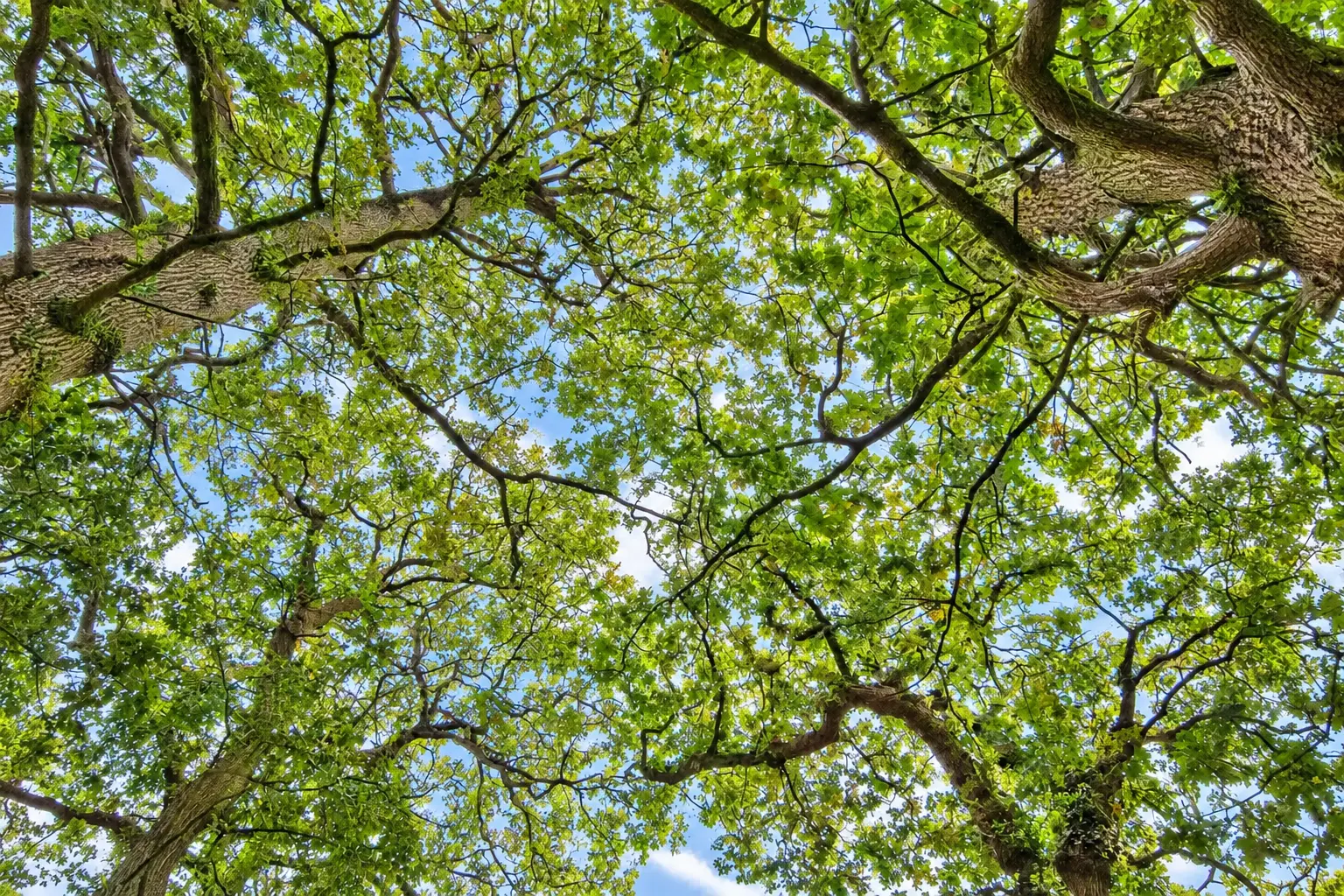 Tree canopy looking up toward the sky
